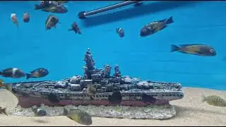 Tropheus Duboisi Kalambo Golden Kazumba and Eretmodus fish tank breeding groups