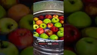 🍎 5 Facts About Apples You Didn't Know! 🍎 #didyouknow #facts #apples