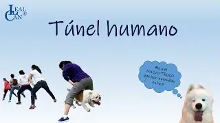 HABILIDADES CANINAS y ejercicios: ense&ntilde;ar al PERRO el juego del T&Uacute;NEL humano
