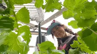 ASMR You&rsquo;re a Bug in my Garden 🐞