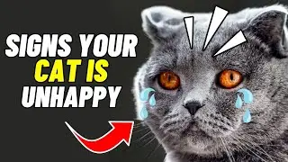 9 Signs Your Cat Is Unhappy (NEVER IGNORE)