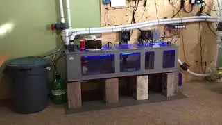 Saltwater Reef Tank and Royal Exclusiv Sump