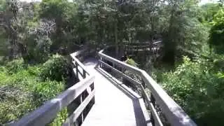Sunken Forest at Fire Island National Seashore July 2015