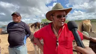 Feira de  Cavalos em Senador Rui Palmeira - AL 11 - 02 - 2025 #nordeste