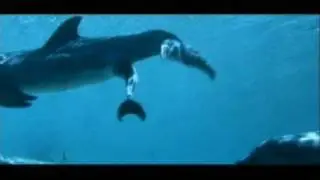 Dolphins can mate 365 day per year, Rate My Science