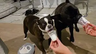 Milo & Odie ❤️ enjoy a Starbucks Pupachino 4 being good boys #bostonterrier #frenchbulldog #dogslife