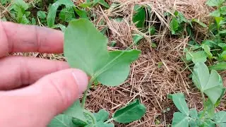 How To Make Peas Grow Faster With 1 Easy Step - Do This NOW