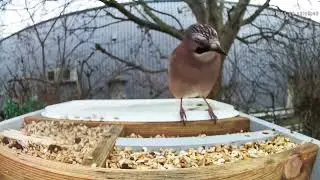 Garden Birds 