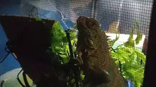 Waking up my baby blue iguana