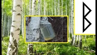 Birch Vodka And Uses