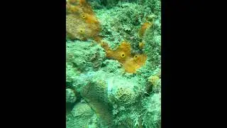 Coral, sponge, coralhead #reef #underwater #reefscape #coralreef #sponge #seasponge #seascape