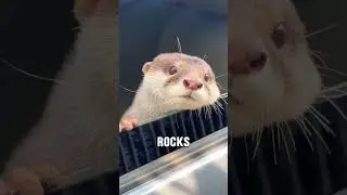 🐾 Did you know Animals are full of surprises