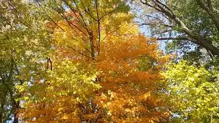 by khumaw reh yellow leaves 2021 karenni people talkshow video