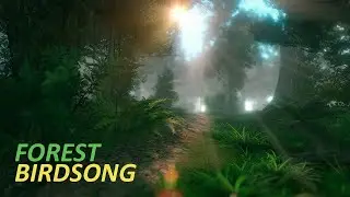 Forest Bird Songs | Birds Singing, Chirping. Forest sounds, Relax, Study, Sleep
