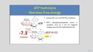 Lec 22 Cell Bio CH 14 Преобразование энергии Падение 25 11 12 25