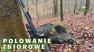 Polowanie Zbiorowe. Driven Hunt in Poland