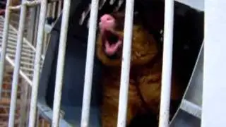 Screaming Brushtail Possum