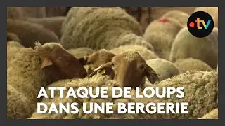 Attaque de loups : une soixantaine de brebis tu&eacute;es dans une bergerie