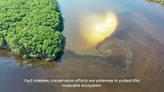 Amazon Rainforest Facts | 1 Minute Knowledge