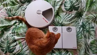 Cat Mate C20 & C50 timed feeder review ~diabetic, hyperthyroid food obsessed cat specific~