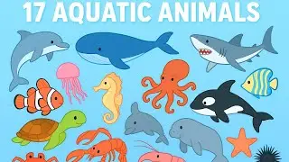 Aquatic Animals Names | 17 Ocean Animals for Kids and Beginners