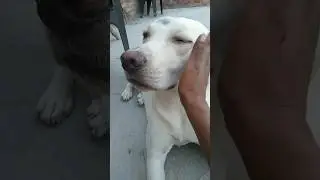 cute labrador video #shorts #shortsfeed #labrador #trending #dogs #1123