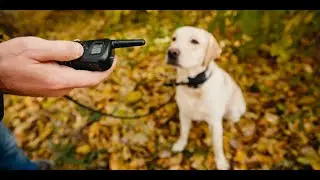 🔴CASTIGO POSITIVO - Collar electrico perro 😖🐶