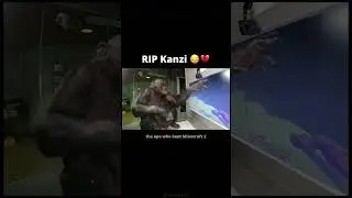 Rest Easy Kanzi The Bonobo 😔💔