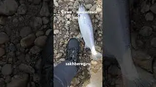 Симушка сима #сахалин #рыбалка #туризм #fishing #рыба #сима