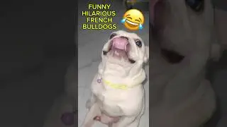 Hilarious French Bulldogs That&rsquo;ll Make You Laugh Out Loud! #dog #animals #pets  #shorts