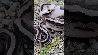 Axanthic Pied #shorts