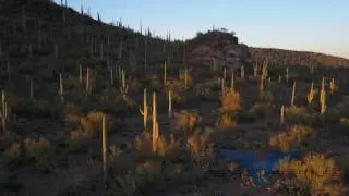 Sonoran Desert Cactus fly over 4