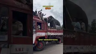 Bheema love 🥹🐘🐘 #lifewithranju #mysuru #dasara #dasara #festival #mysurudasara #gajapade #bheema