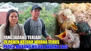 JARANG TERJADI MURAI BATU TIADA HENTI KELUARKAN ANAKAN WARNA - INI BUKAN JACKPOT TAPI CETAK
