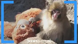 How Punch the monkey became viral sensation | Jesse Weber Live