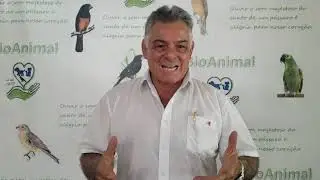 DICAS DE MUDA DO SEU PÁSSARO !