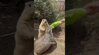 The World&rsquo;s Largest Marmot Will Blow Your Mind! #animals #capybara #funny #wildlife #mammals