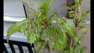 I found CUTE SCARY baby GRASSHOPERS in my front yard. DO NOT KILL!