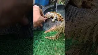 Feeding the red eared sliders.🔥‼️💯