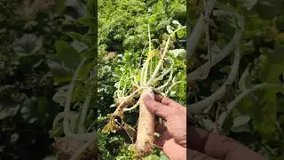 घर पर उगाई मूली 🌱 | Real Result Radish Why Home Radish is Better Backyard Radish Farming #shotsfeed