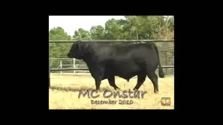 ONSTAR | MC Onstar 924W4 for Telpara Global Genetics
