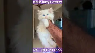 Blue eye persian - persian cat in kolkata - persian kitten in kolkata .  #cat #catlover #viral