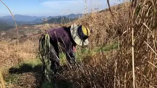 Dojo build part2~茅刈りcollecting silver grass(susuki) thatch for the Dojo&rsquo;s roof