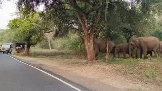 Elephant Family Crossing Road Masinagudi 