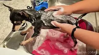 HONEST review of BioSilk for Dogs Detangling Conditioner
