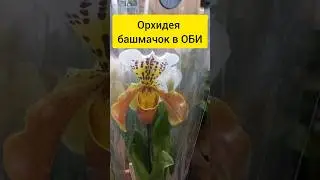 ОРХИДЕЯ башмачок в ОБИ