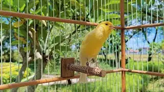 🎶 This Magic Canary Song Made Silent Birds Sing Again! 🐦✨