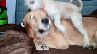 Playtime with Whiskey 20211204 130110