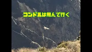 【ペルーのお話し】本物のコンドルが飛んで行く
