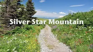 Wildflower paradise on Silver Star Mountain